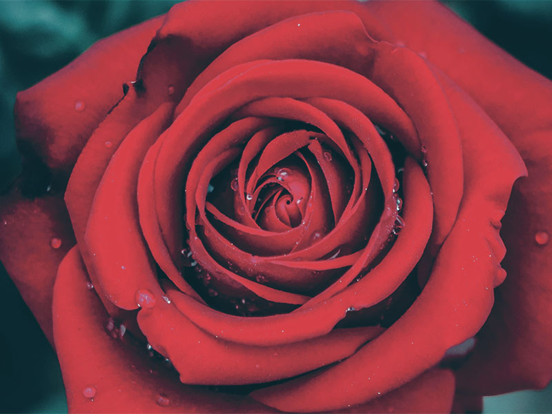 赤い薔薇のイメージ