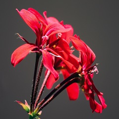 侑花先生の画像